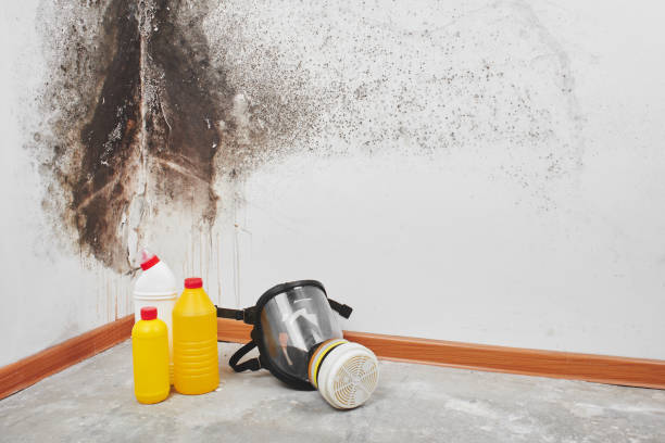 Best Mold Testing  in St John, MO