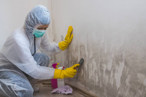 Best Residential Mold Removal  in St John, MO