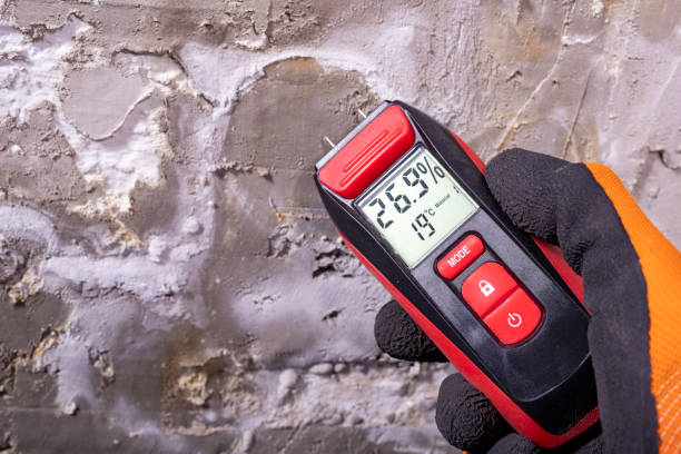 Best Mold Remediation Experts  in St John, MO