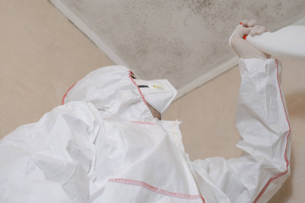 Best Commercial Mold Removal  in St John, MO
