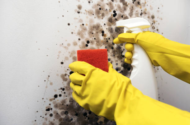 St John, MO Mold Removal Company