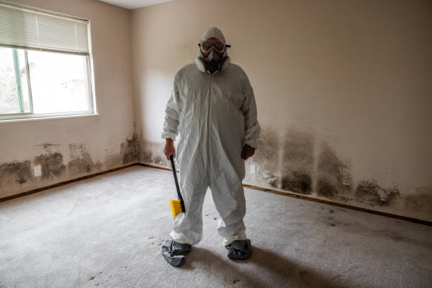 Best Toxic Mold Removal  in St John, MO
