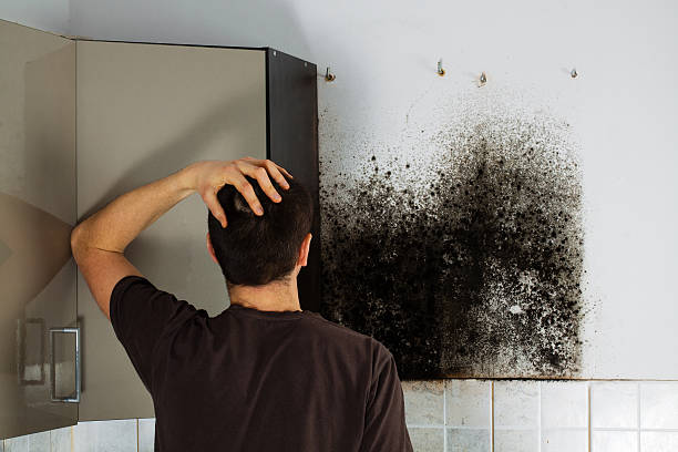 Best Local Mold Removal Service  in St John, MO