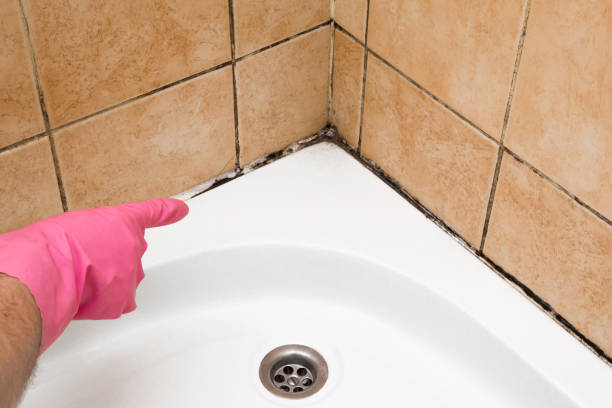 Best Attic Mold Removal  in St John, MO